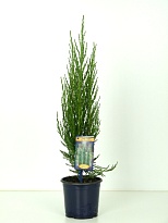 Можжевельник (Juniperus) скальный Блю Эрроу (KV) d15 h55-65 6шт