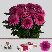 Хризантема одноголовая Lamira 10шт