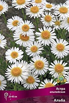 Астра альпийская Альба 1шт