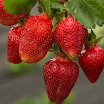 Земляника Элианни (ОКС) 5шт/кор