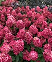 Гортензия (Hydrangea) метельчатая Бонфайер d9 h40-45 18шт