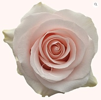 Роза Saniroses Sweet Beat дл.50 25шт