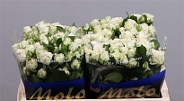 Роза кустовая Miss Bombastic дл.40 10шт