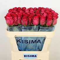 Роза Madam Cerise дл.70 10шт