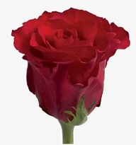 Роза Shalimar Red Calypso дл.52 10шт