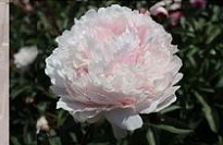 Пион Reine Hortense 5шт