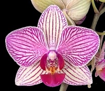 Орхидея Фален. Денди 2ст d10 h50-60 10шт