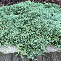 Можжевельник (Juniperus) горизонт. Айс Блю d9 h15 18шт