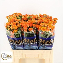 Роза кустовая Smashing дл.60 10шт