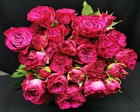 Роза садовая куст. Sian Cherry Blossoms Grad дл.50 10шт