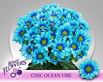 Хризантема кустовая Chic Ocean Vibe (крашен) 5шт