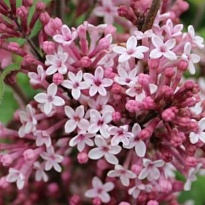 Сирень (Syringa) Джози d9 h20 18шт