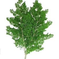 Аспарагус Myriocladius дл.80 10шт