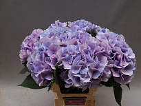 Гортензия Marsepein Milka дл.60 d22-23 1шт