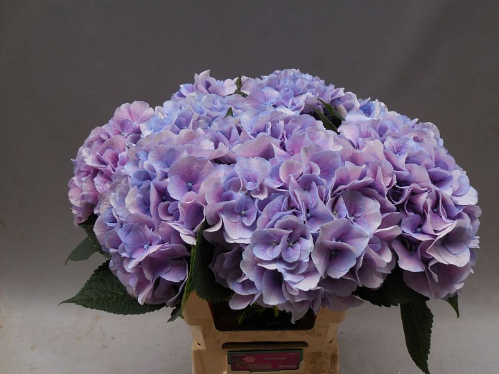 Гортензия Marsepein Milka дл.60 d22-23 1шт