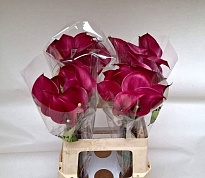 Калла Tokyo 10шт