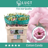 Эустома Cotton Candy 10шт