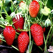 Земляника Гаригуэтта (ОКС) 3шт/упак