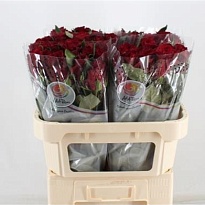 Роза Ever Red дл.70 10шт
