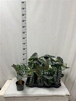 Алоказия Сильвер Дракон d14 h45 8шт