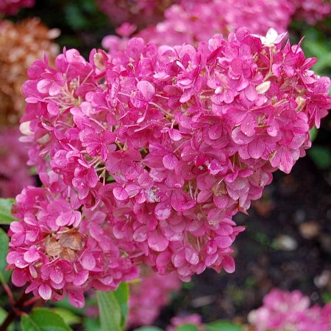Гортензия (Hydrangea) мет. Сандей Фрайз d17 h20-40 1шт