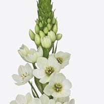 Орнитогалум Milky Way 10шт