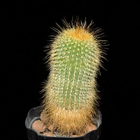 Кактус Пародия Ленингхауза d10 h15 10шт