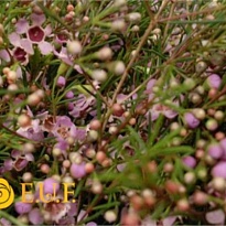 Хамелациум (Waxfl) Orchid 5шт