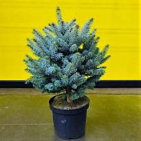 Ель (Picea) колючая Супер Блю d19 h60 1шт