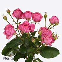 Роза кустовая Giselle! дл.70 10шт