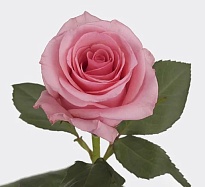 Роза E.q.r. Ecuatoroses Opala дл.60 25шт