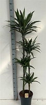 Драцена Варнески 4Д d27 h180 1шт