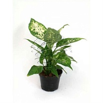 Диффенбахия Компакта d19 h60 1шт