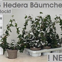 Хедера Грин (Пирамид. форма) d13 h40 6шт