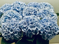 Гортензия Verena Blue дл.80 d26 1шт