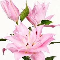 Лилия Dbl Diamond 4/5+ 10шт