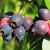 Ирга ольхолистная Красноярская/Цв.Кор