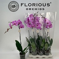 Орхидея Фален. Рози 1ст d15 h110 6шт