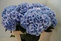 Гортензия Lollipop Blue дл.60 d 20 1шт 
