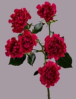 Роза куст. Tessa #hot Pink дл.60 10шт
