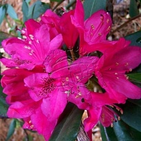 Рододендрон (Rhododendron) Нова Зембла 5л h40-50 1шт