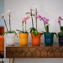 Кашпо Polnix Barcelona d13 h16см керамика горчичный темный