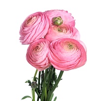 Лютик Succes Venere 10шт