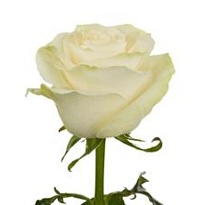 Роза Adara Roses Mondial дл.70 25шт