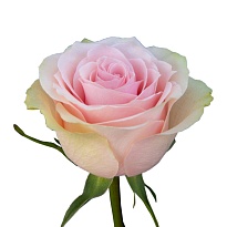 Роза Samerhflowers Frutteto дл.60 25шт