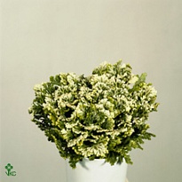 Селагинелла Джори (белый горшок) d9 h15 18шт