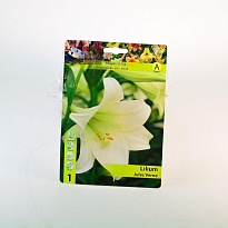 Лилия Жуль Верн ЛО-гибрид 14/16 1шт*