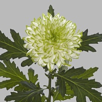 Хризантема Одноголовая Zembla Lime 10шт