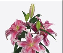 Лилия Dbl Roselily Donna 5+ 10шт
