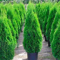 Туя (Thuja) западная Смарагд 3л h60-70 1шт